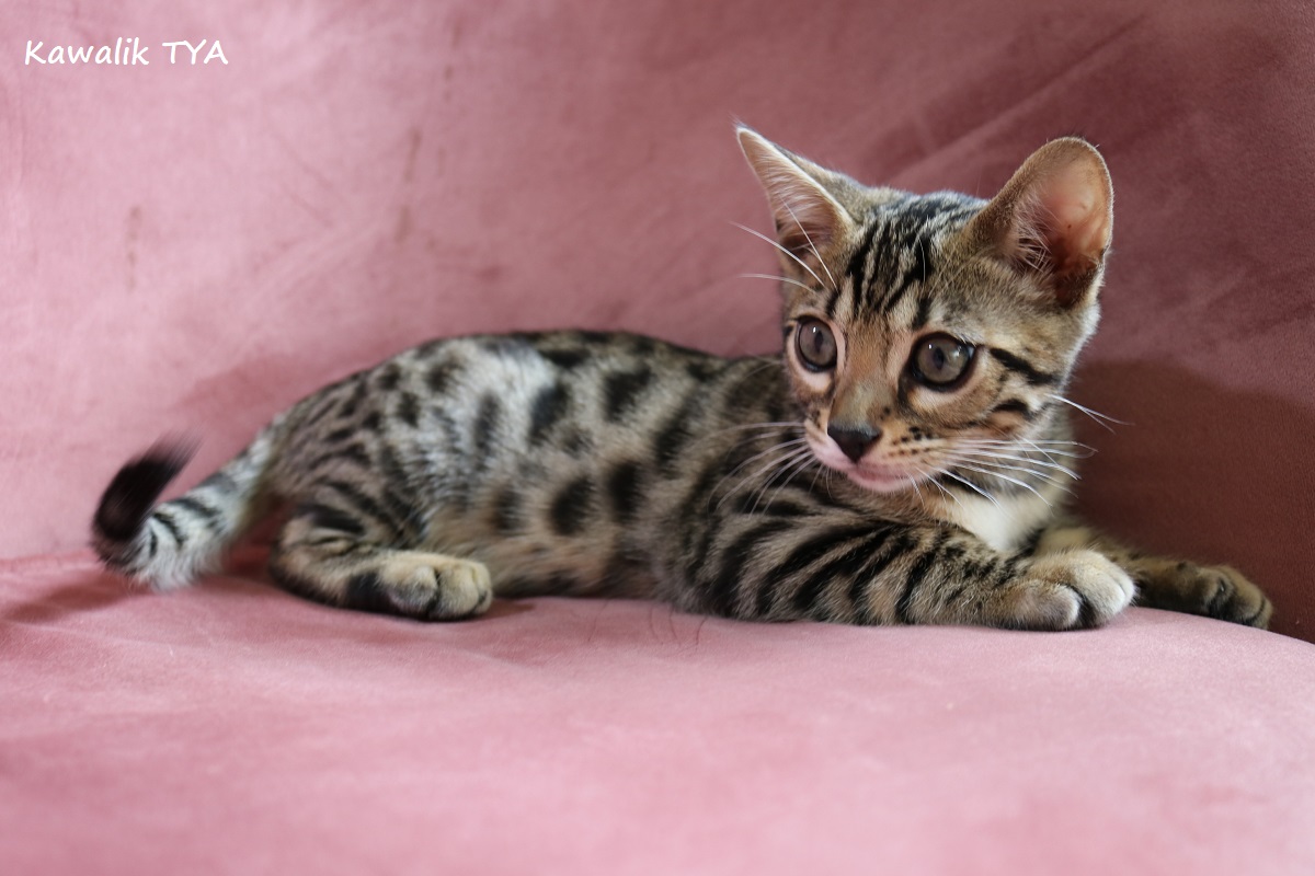 chaton bengal